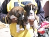AKC-Male-and-Female-Boxer-puppies-for-adoption