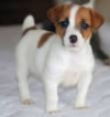 -Cute-jack-Russell-puppies-for-adoption