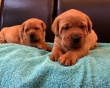 Chunky-Fox-Red-Labrador-Puppies