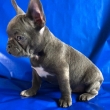 Gorgeous-Frenchies-Ready-For-Rehoming