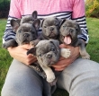 Healthy-Fantastic-Frenchie-Bulldog-Puppies