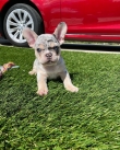 French-Bulldog-Puppies-for-rehoming
