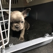 Teacup-French-Bulldog-Puppies-For-Sale