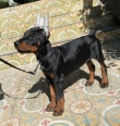 11-weeks-old-Doberman-for-new-homes